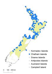 Lecanopteris scandens distribution map based on databased records at AK, CHR & WELT.
 Image: K.Boardman © Landcare Research 2021 CC BY 4.0